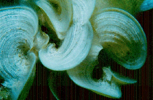 algue PADINA PAVONICA (55125 octets)