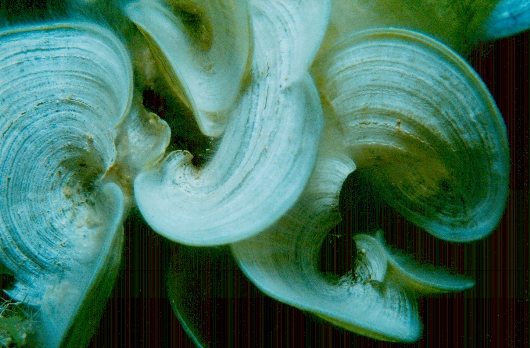 algue padina pavonica (196678 octets)