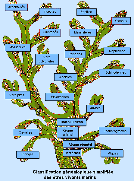 arbre classement des espèces (40761 octets)