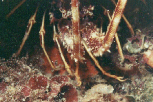 langouste PALINURUS ELEPHAS (60378 octets)